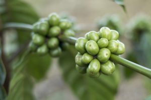 Gründer Kaffee Nutrim Inhaltsstoffe